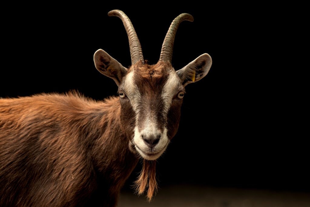 Thuringian Goat